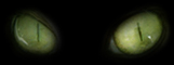 Yeux de lynx, yeux de chats